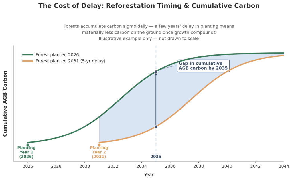 reforestation_timing_carbon_impact (1)